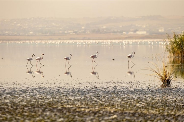 Tunus'ta pembe flamingoların göç yolundaki Sicumi Göleti çevre kirliliğinin tehdidi altında