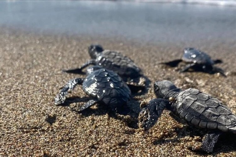 Deniz kaplumbağaları küresel ısınma nedeniyle yeni yuvalama alanları arıyor