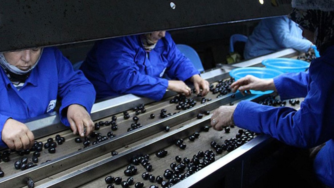 Sofralık zeytin ihracatı 110 bin tonla rekor kırdı