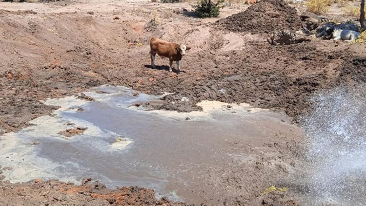 Bodrum'da yaban hayvanlarının yaşam alanlarına su takviyesi yapılıyor