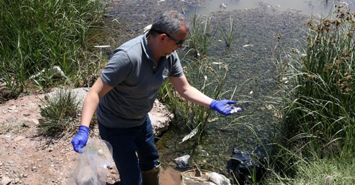Sivas'ta Kızılırmak'taki balık ölümlerinin nedeni araştırılıyor