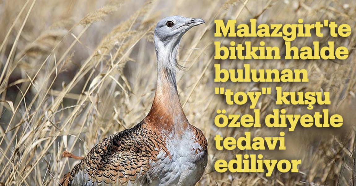Malazgirt'te bitkin halde bulunan "toy" kuşu özel diyetle tedavi ediliyor