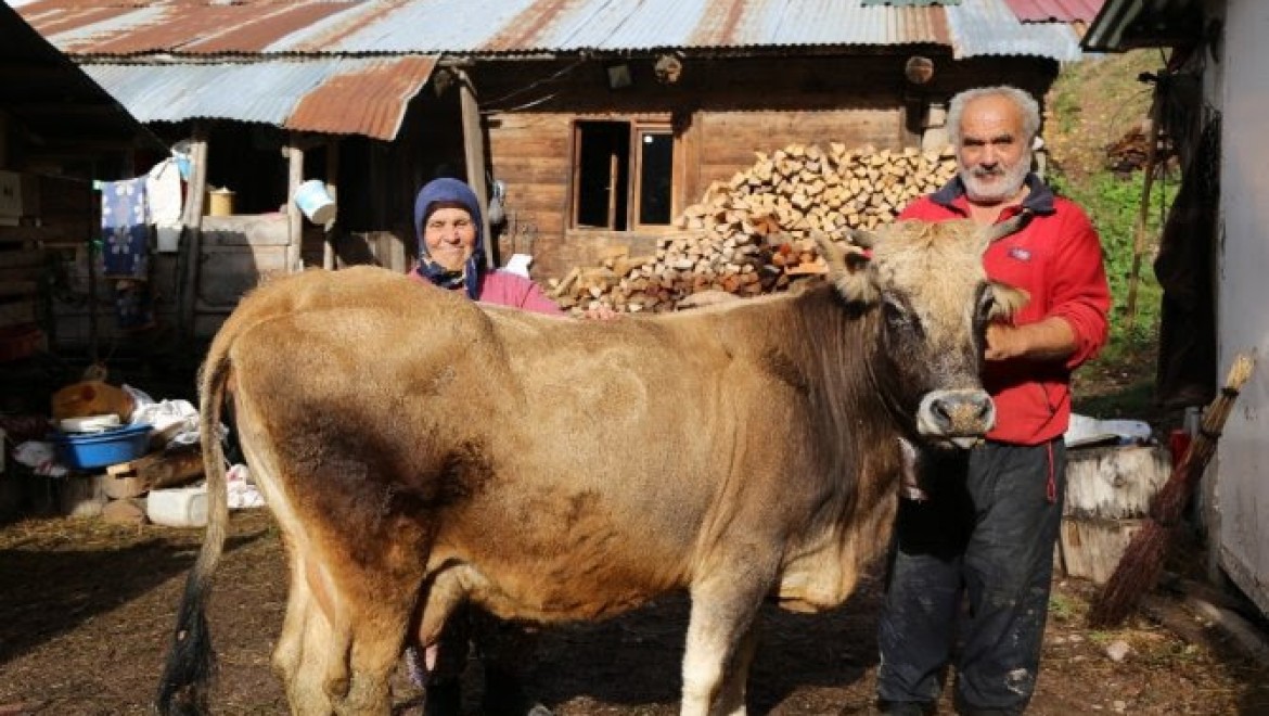 Fwd: Artvin'de Sayibe ve Nuri Öztürk çiftinin "Devlet" isimli ineklerinin yaşını duyanlar hayrete düşüyor