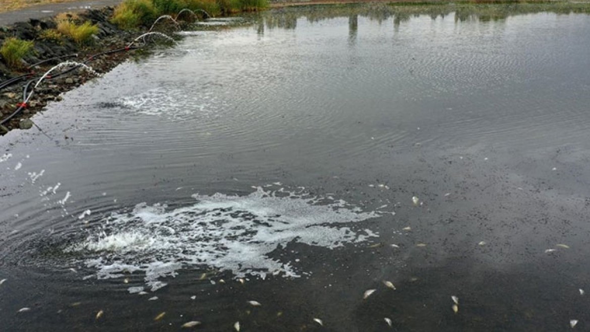 Kuraklıktan etkilenen Ulaş Gölü'nde balık ölümlerini önlemek için çalışma başlatıldı
