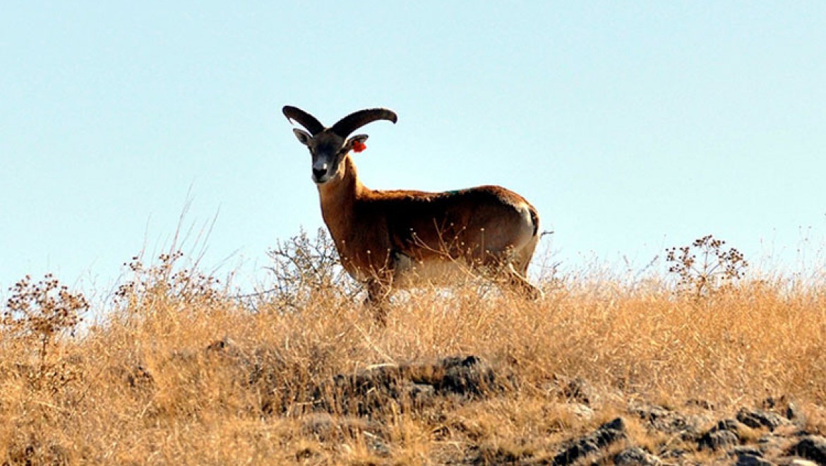 Nesli tehlike altında bulunan Anadolu yaban koyunu Kervansaray Dağı'nda yetiştirilecek