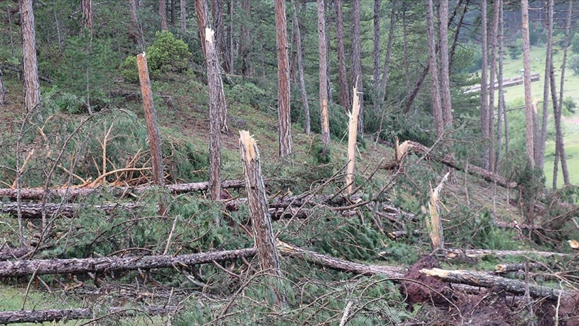 Kütahya'da hortum ve fırtına yüzlerce çam ağacına zarar verdi
