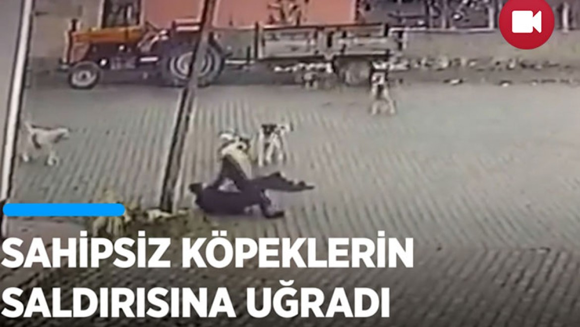 Nevşehir'de sahipsiz köpeklerin 69 yaşındaki kişiye saldırması güvenlik kamerasında
