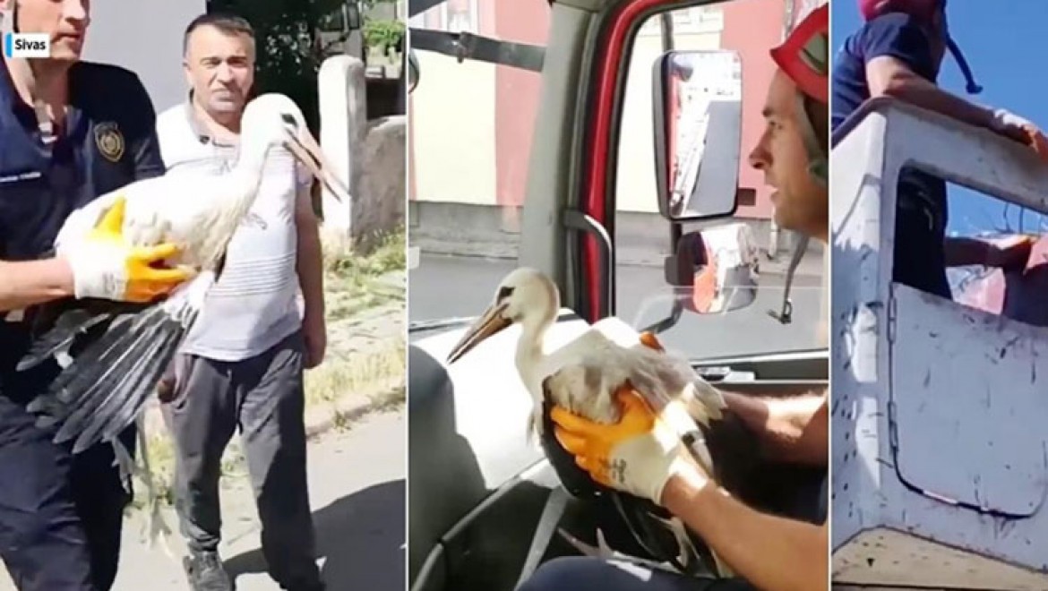Sivas'ta yuvasından düşen leylek yavrusunu itfaiye kurtardı