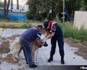 Sivas'ta köpeklerini aç ve susuz bırakan kişiye idari para cezası