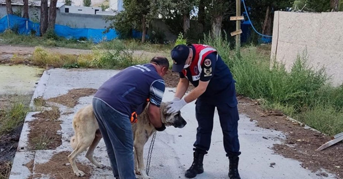 Sivas'ta köpeklerini aç ve susuz bırakan kişiye idari para cezası