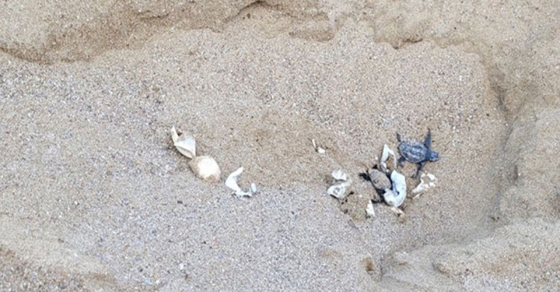 Antalya'da kürekle açılan yuvadaki yavru caretta carettalar zarar gördü