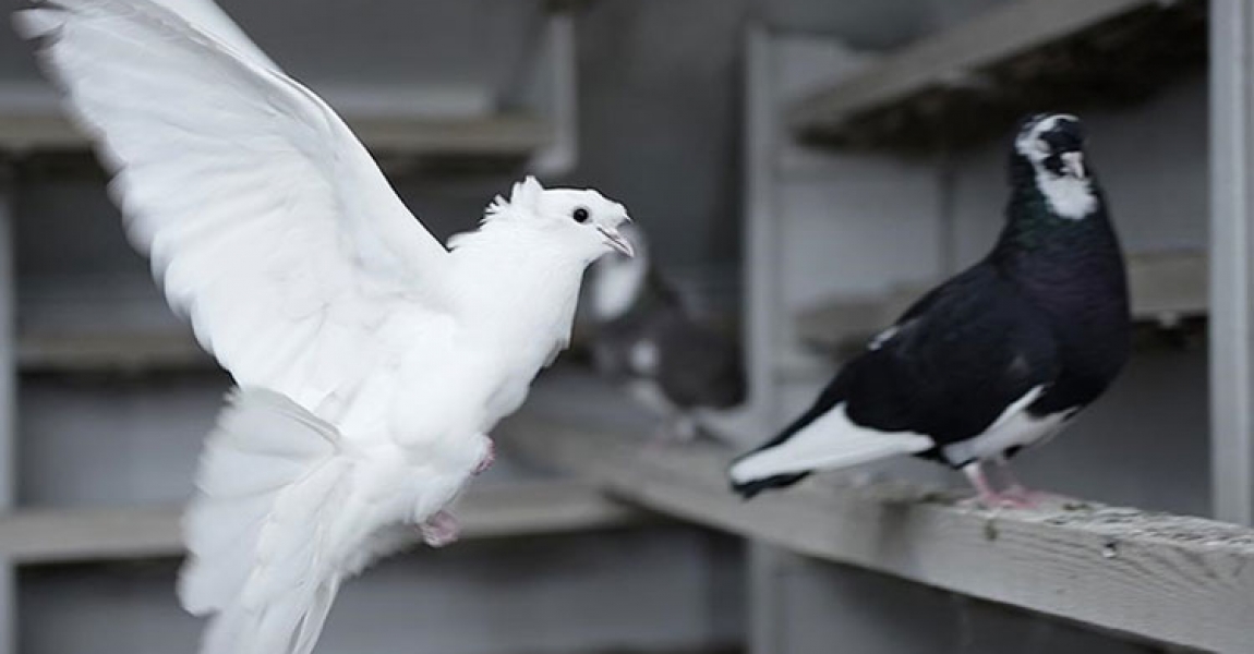 'Türk fısıldayıcısı' olarak bilinen Bayburt güvercini için tanıtım atağı