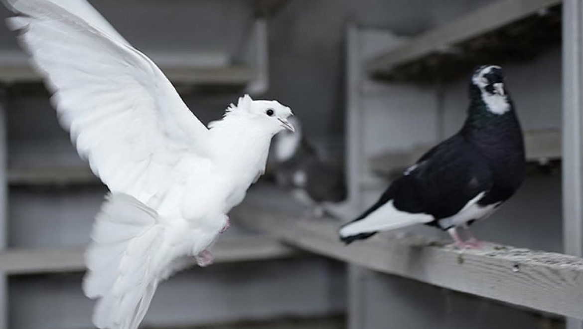 'Türk fısıldayıcısı' olarak bilinen Bayburt güvercini için tanıtım atağı