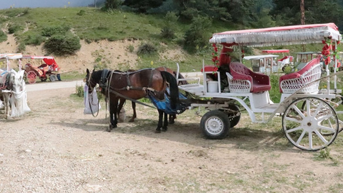 Abant Milli Parkı'nda at ve faytonla yapılan gezi faaliyetleri sonlandırıldı