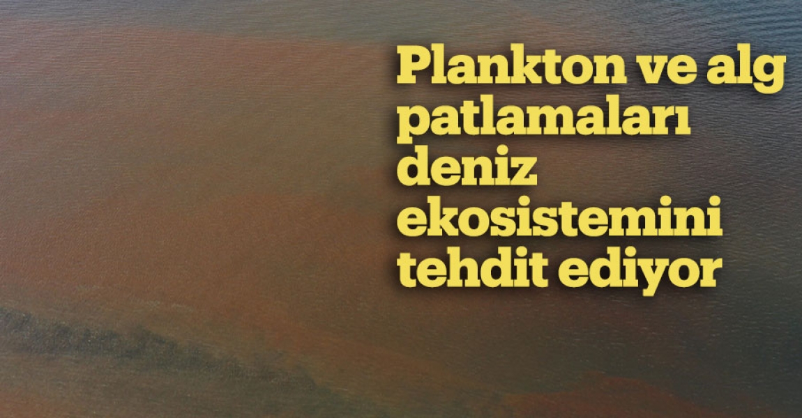 Plankton ve alg patlamaları deniz ekosistemini tehdit ediyor