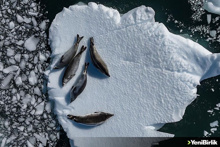 Antarktika'daki deniz buzu seviyesi, mevsimsel ortalamanın çok altında