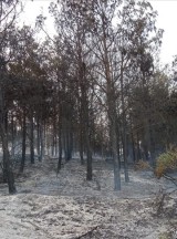 Tekirdağ'da çıkan orman yangını söndürüldü