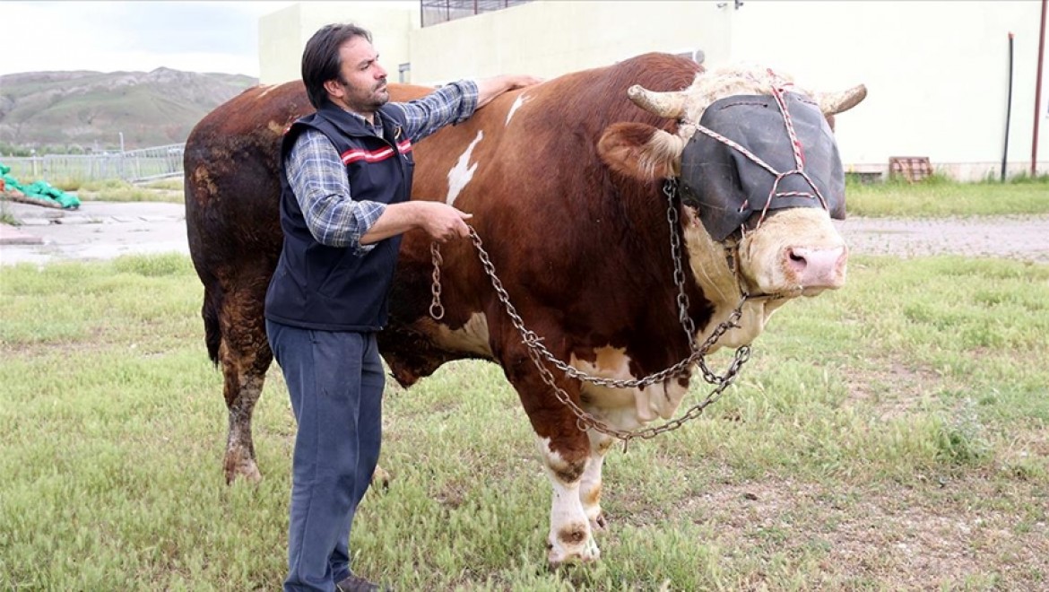 Sivas'ta ağırlığı 1 ton 600 kiloyu aşan kurbanlık boğa alıcısını bekliyor
