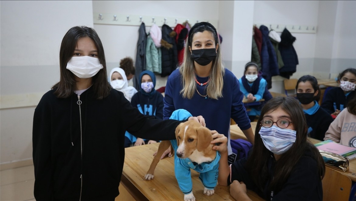 Ordu'da öğrencilerin "Karamel" adını verdiği köpek okulun maskotu oldu