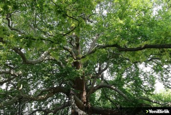 Kültürel miras anıt ağaçların korunması çalışmaları devam ediyor