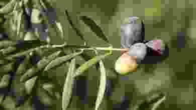 Ata ağaçlarında yetiştirilen "Karamürsel Samanlı zeytini" tescil yolunda