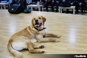 Öğrenciler eğitimli köpek 'Fox' ile hem eğleniyor hem bilinçleniyor