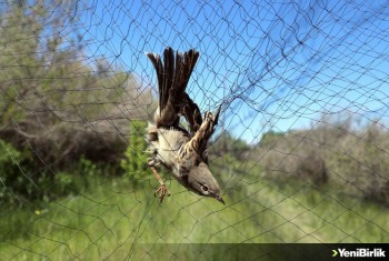 Aras Kuş Cenneti'nde 16 yılda 313 kuş türü kayıt altına alındı